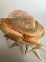 seltene, grosse Stachelschnecke (16 cm) & Fächermuschel  Duo